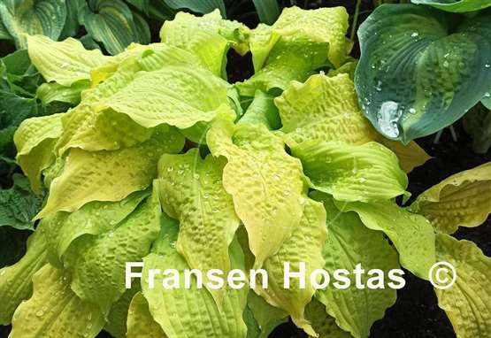 Hosta Lipstick Blonde